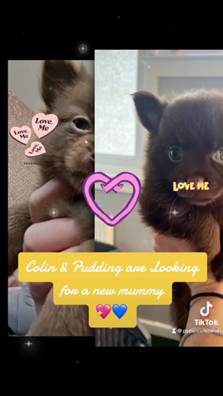 Fluffy chocolate Pomchi puppy in Dundee