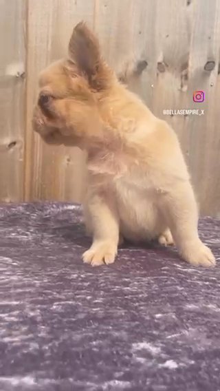 Visual Fluffy Boy Available in Manchester