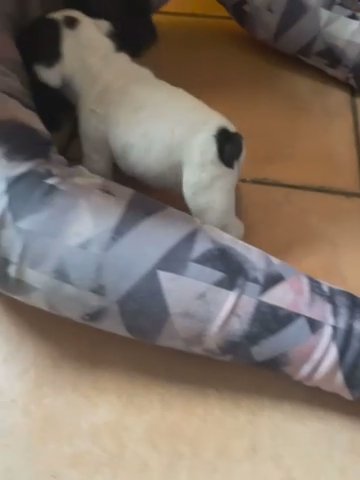 Beautiful Kc French Bulldog Puppie in Blackburn with Darwen
