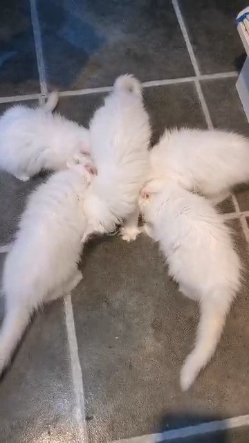 Rare white Maine coons in Swansea