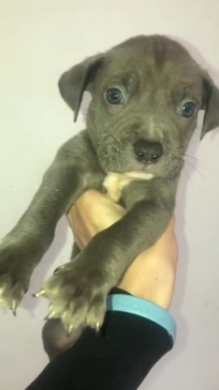 American Bully in London