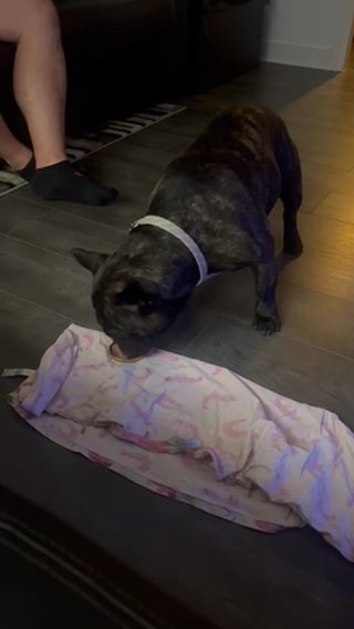 For STUD only. Jimmy The Lil Frenchie in North Lanarkshire