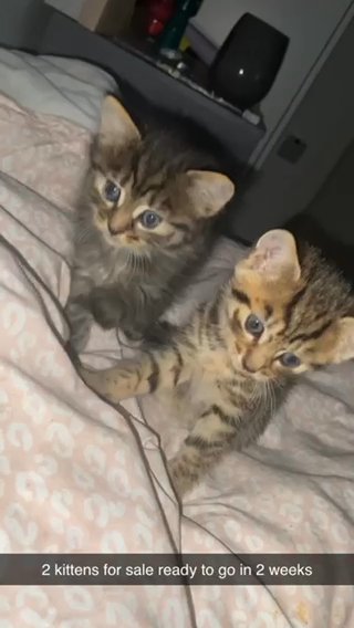 Tabby Kittens in Southend-on-Sea