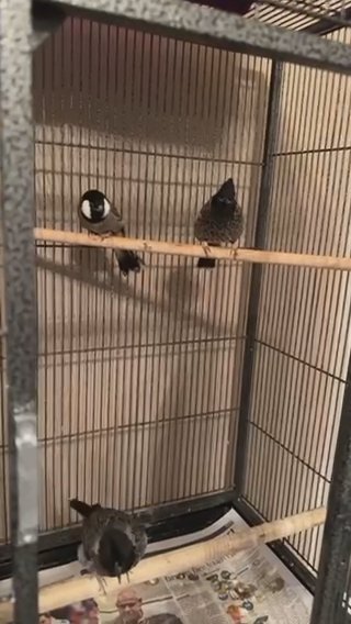 Red Vented Bulbuls in Glasgow