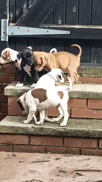 puppies ????? in Rochdale