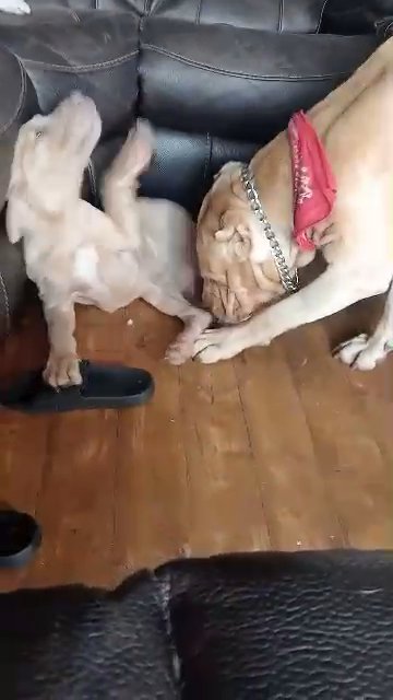 mastiff in Kettering