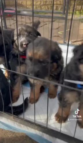 German Shepherd Puppy (last Puppy Left) in Birmingham