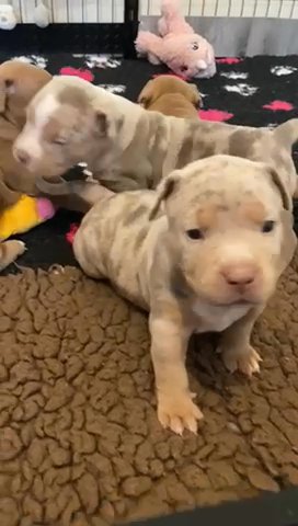 BEAUTIFULL XL BULLYS in Blackpool