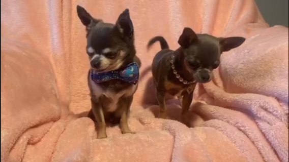 XXXXXS Micro Tiny Kc Registered Blue & Tan Chihuahua Puppy 6 Months Old in East Lindsey