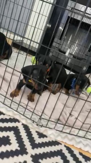 Left Two Black And Tan Males in Dudley