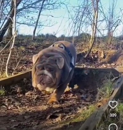 Lilac & Tan English Bulldog Female in Blackpool
