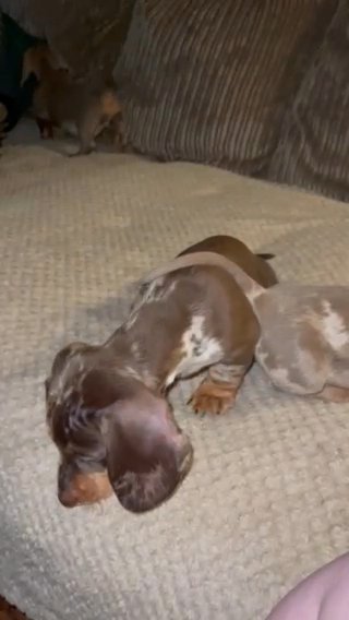 Miniature dachshund Pups in Berkshire