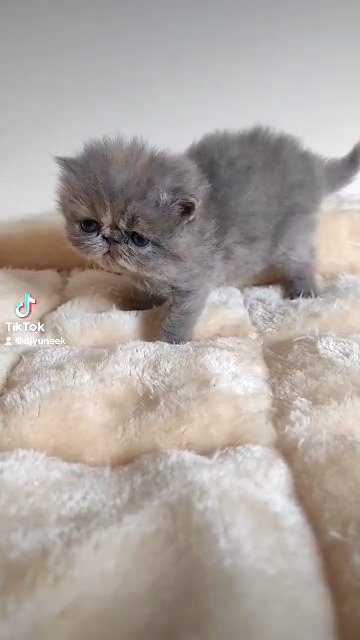 Pedigree persian kittens in Oxford