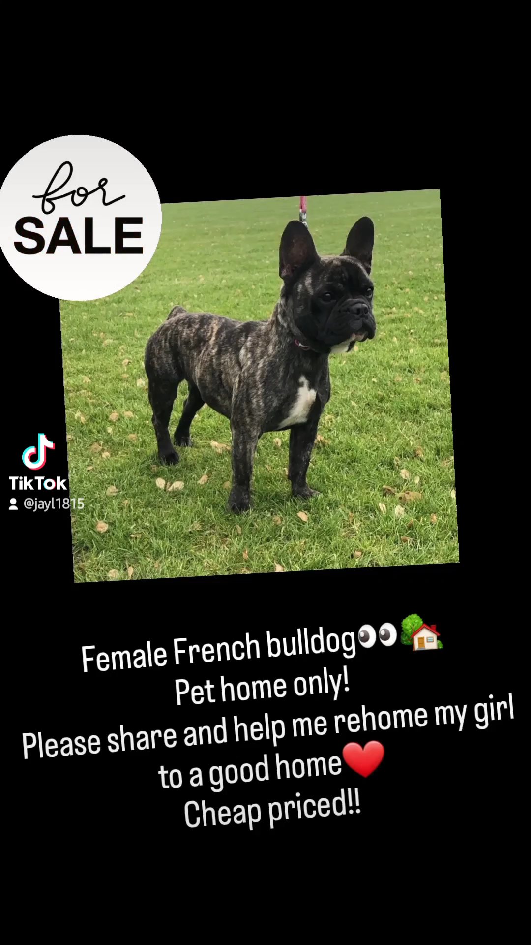 French bulldog female in Preston