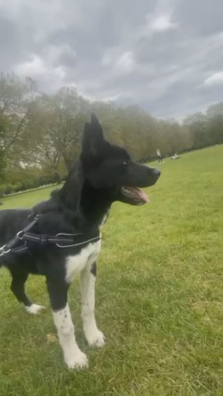 Puppy For Sale in London