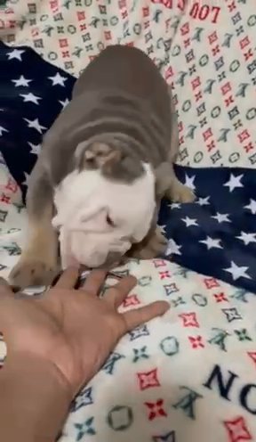 Neptune The Bulldog in London
