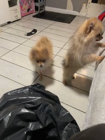 Pomeranian Puppy’s in London
