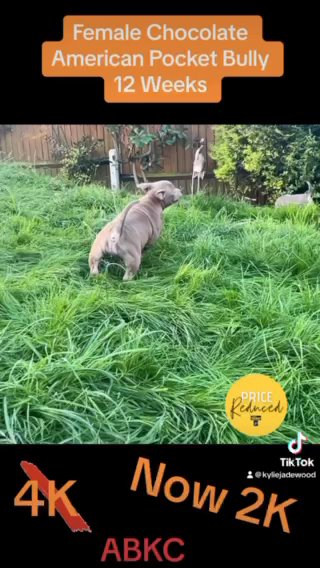 ⭐️The Real American Pocket bully⭐️ in Hinckley and Bosworth