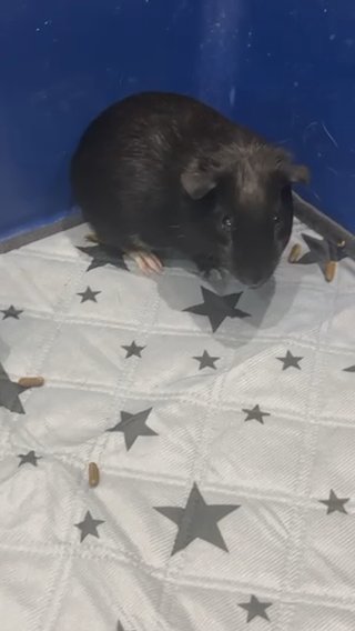 3 Females Guinea Pigs For Sell in London