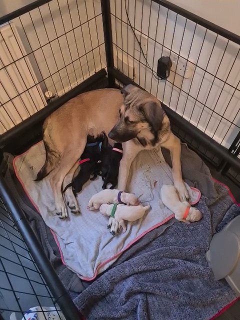 READY NOW!!! ONLY 2 BOYS LEFT! Labrador cross mastiff puppies in Doncaster