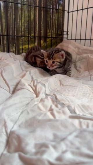 🐱🌟 Adorable Bengal Kittens for Sale! 🌟🐱 in London