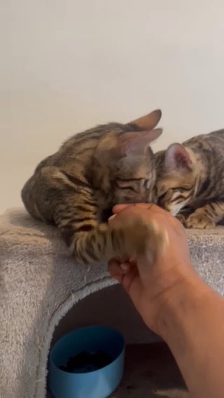 Extraordinary Bengal Kittens? in London