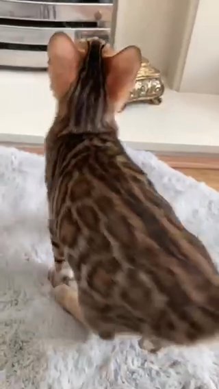 ❤️Snap Up Last Happy Playful Pure Bengal ❤️ in Birmingham
