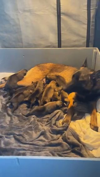 Belgian Malinois 4 Boys Left in North East Lincolnshire