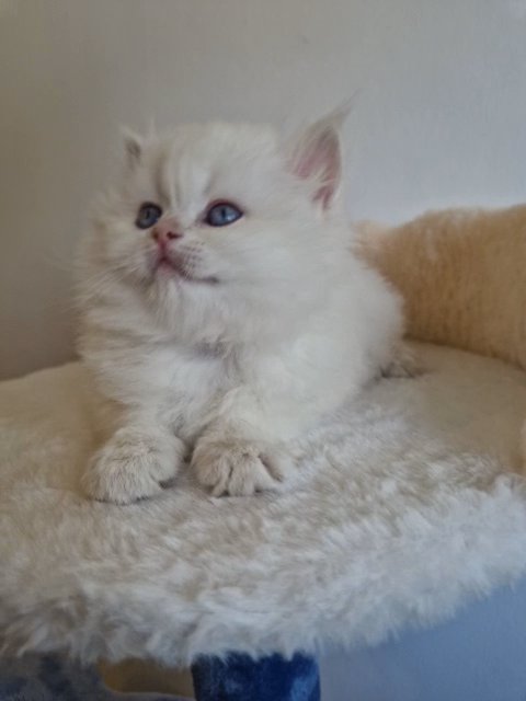 rare lilac golden shaded colour point Britishlonghair in Peterborough