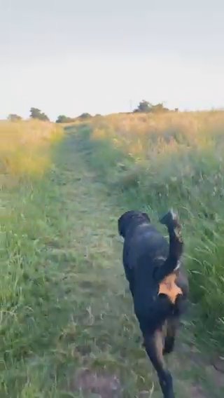 male rottweiler for stud in Leicester