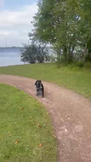 Miniature Male Poodle in Dudley