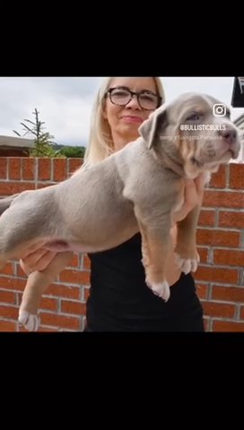 Lilac Tri Female in Merthyr Tydfil