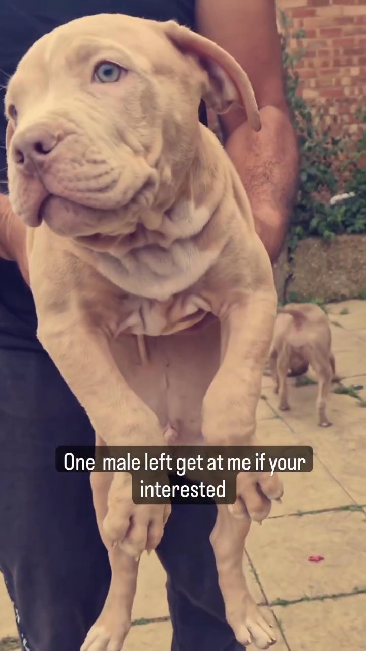 male bully pup in South Buckinghamshire