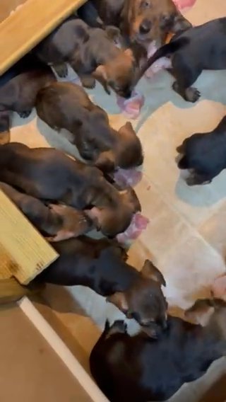 Wirehair Dachshund Lovely Pups Are For Sale in London
