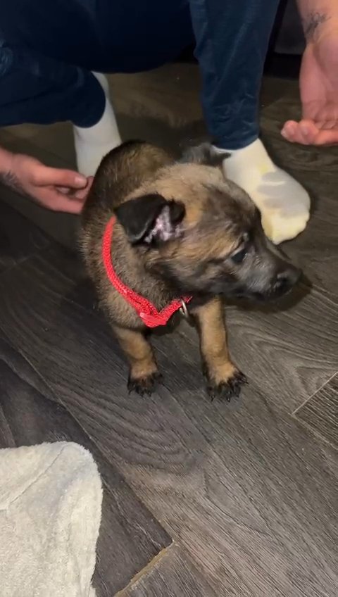 belgian malinois in Mansfield