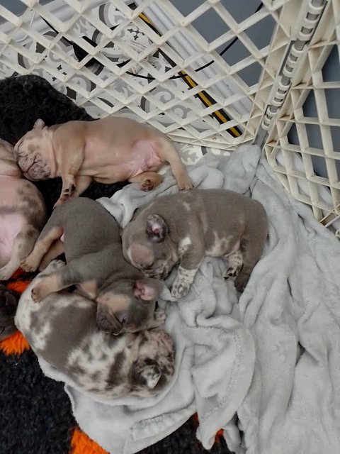 REDUCED last girl french bulldog puppy in Doncaster