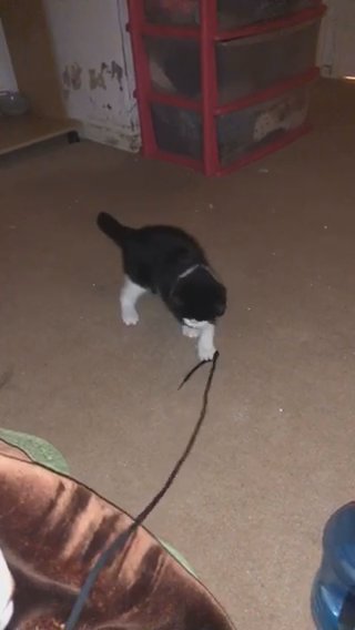 9 Months Old Norwegian Forest Kitten in London