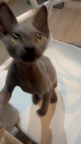 Blue Pure Pedigree Sphynx Kitten Boy in Cornwall