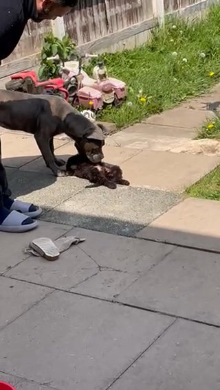 Cane Corso Female 9 Months in Birmingham