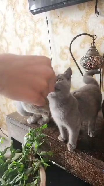 FEMALE BLUE BRITISH SHORTHAIR in Birmingham