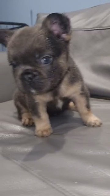 fluffy frenchie girl in Liverpool