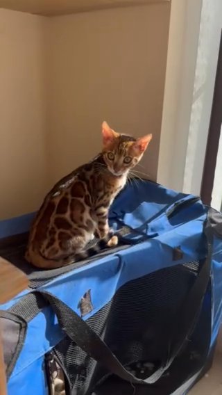 Tica Registered Bengal Males in Wiltshire