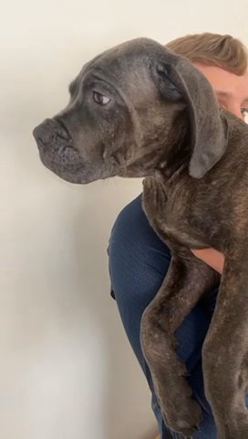 Cane Corso in Hampshire