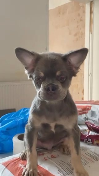 FLUFFY FRENCH BULLDOG MALE in Birmingham