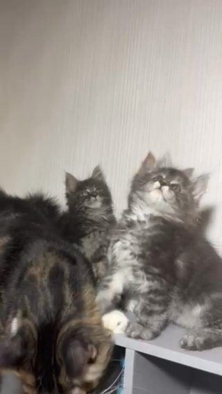 Tica Registered 5th gen Pedigree Mainecoon Kittens in Manchester