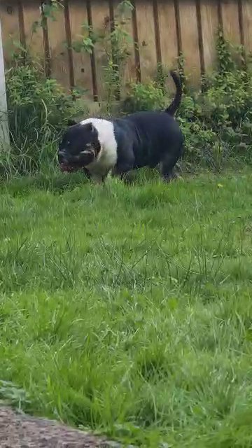 AMERICAN BULLY FEMALE ABKC in Blackburn with Darwen