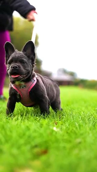 Fluffy Frenchie Carying Testable in London