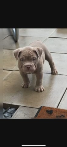 2 MALE POCKET/MICRO BULLYS AVAILABLE in Bristol