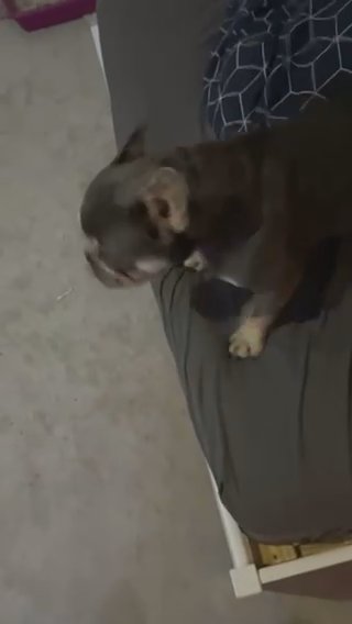 French Bulldog in Rotherham