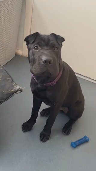 Shar Pei Cross Staffy in Lewes